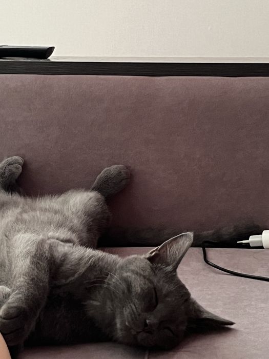 Отдам котенка в добрые руки