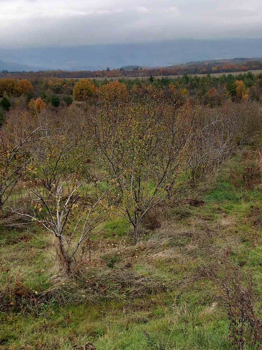 Продава се Земеделски имот в с. Мазарачево, Област Кюстендил -  кв.м за 2733 €/дка - Снимка #2