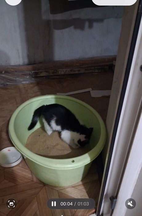 Отдам Котёнка мальчик хорошие руки