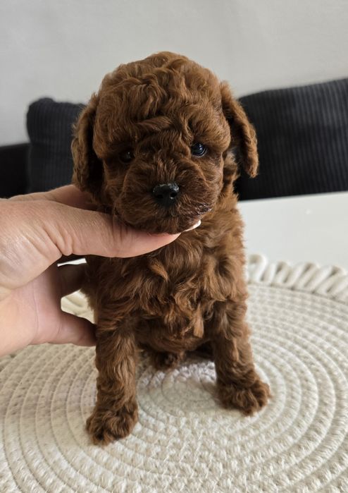 Пудел Тийкъп ,Пудел той Рооdle с родословие