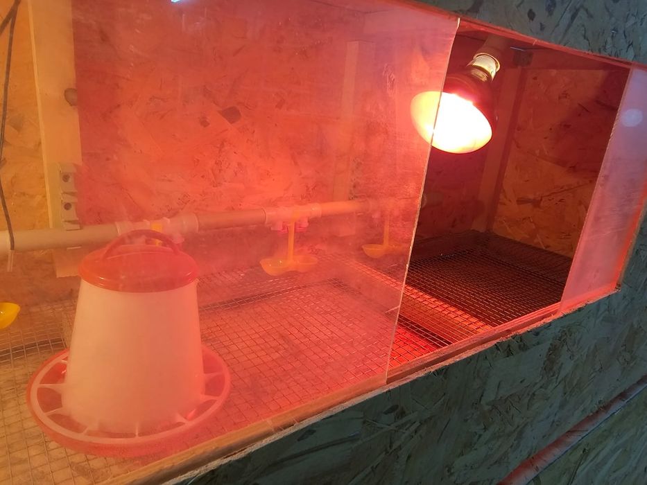 Брудер для цыплят