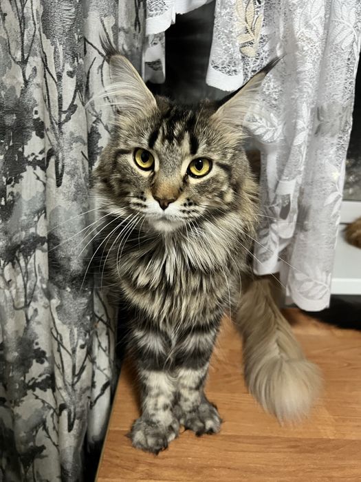 Кошка Мейн Кун полидакт