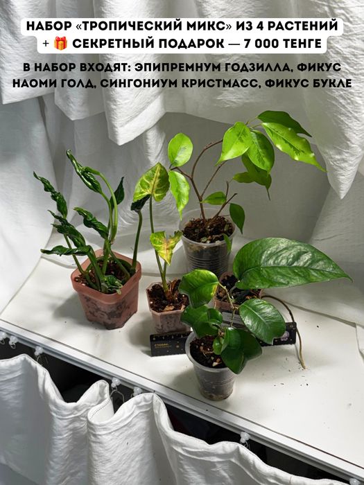 Разные комнатные растения