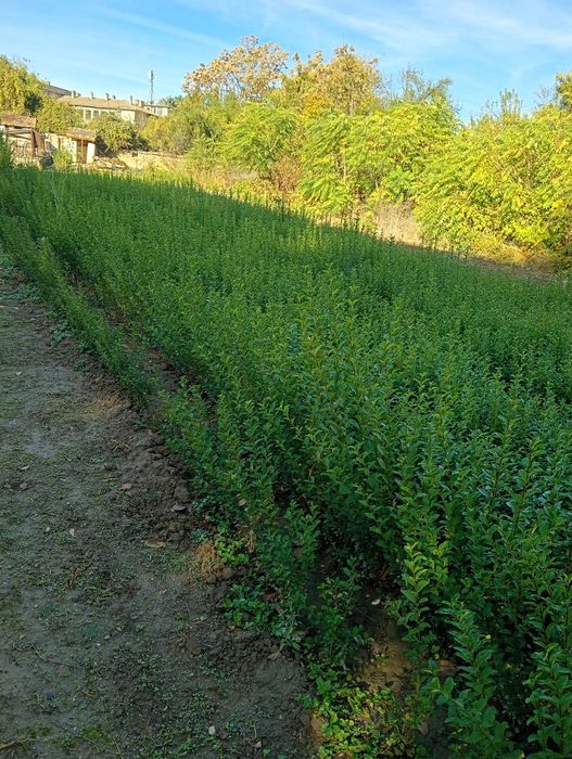 Продавам вечнозелен Лигуструм (Ligustrum Ovalifolium) на гол корен!