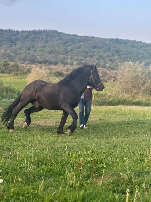 Vand armăsar  ardenez