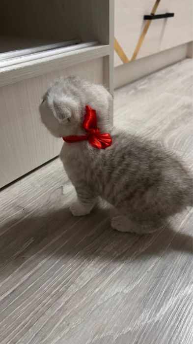 2 oylik sog‘lom mushukchalar sotiladi