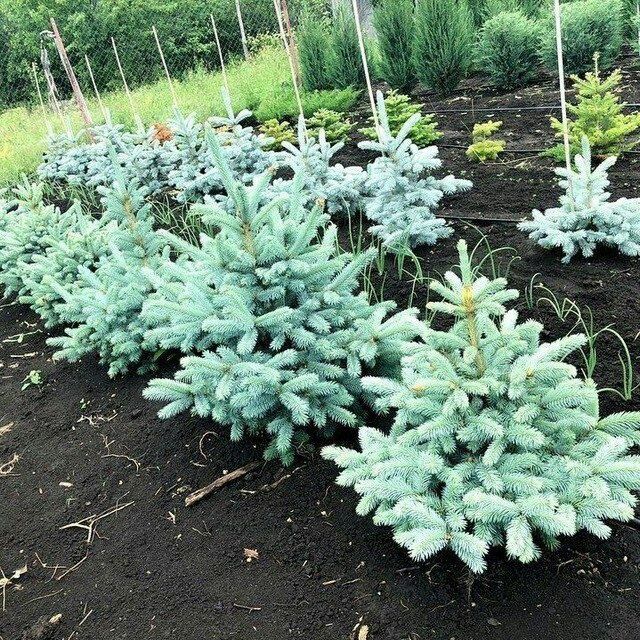 Ландшафтный дизайн ва газон урнатиш