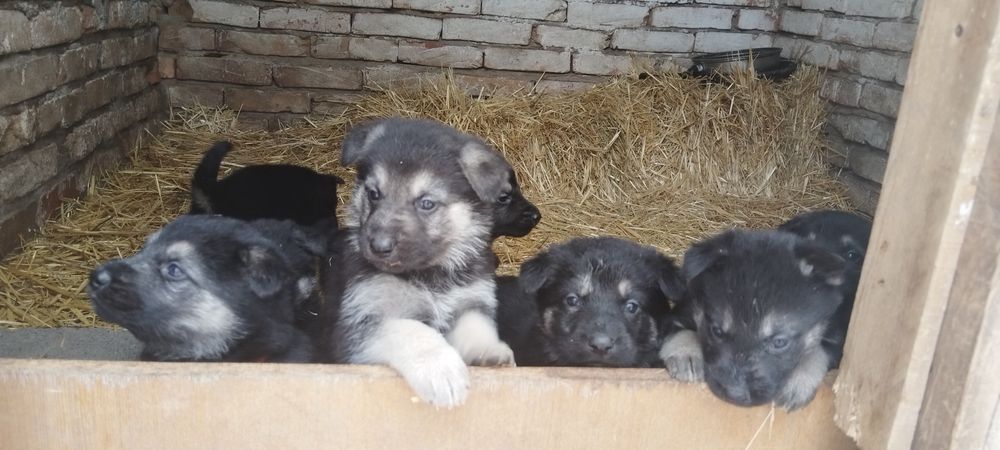 Резерв. Щенки ВЕО