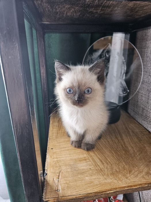 Отдам котёнка мальчик