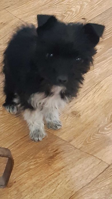 Йоркширски териер