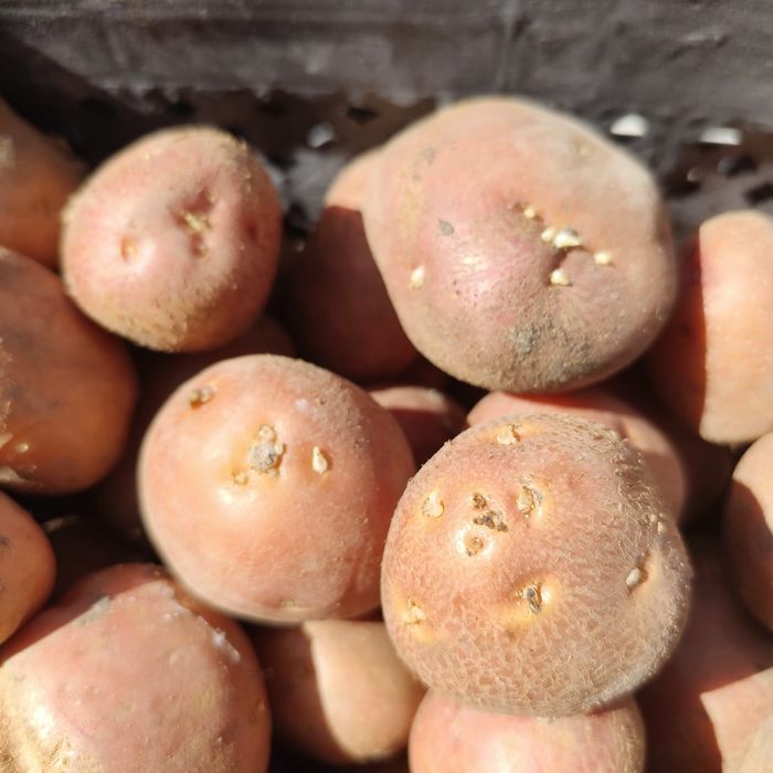 Картофель семенной