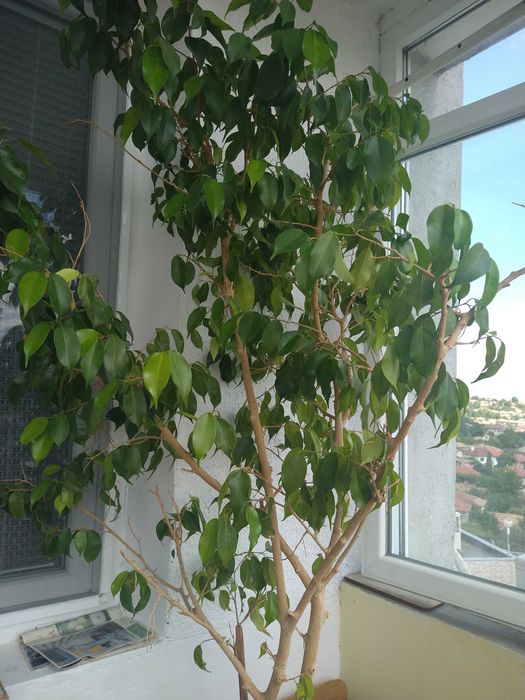 Красив -Бенджамин