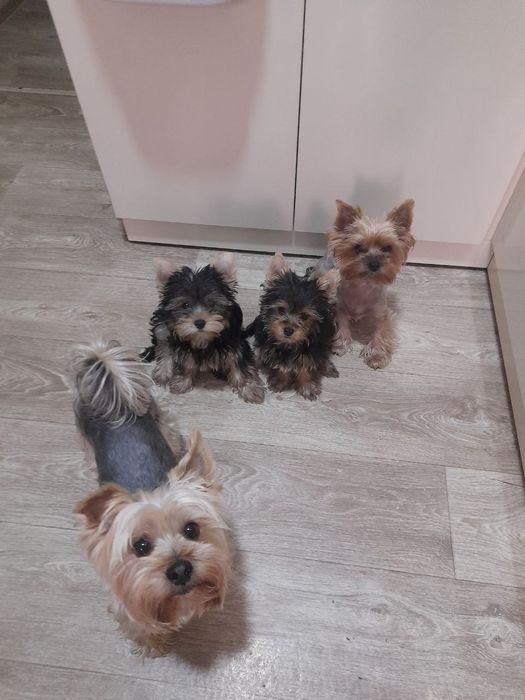 Продаются щенки йоркширского терьера