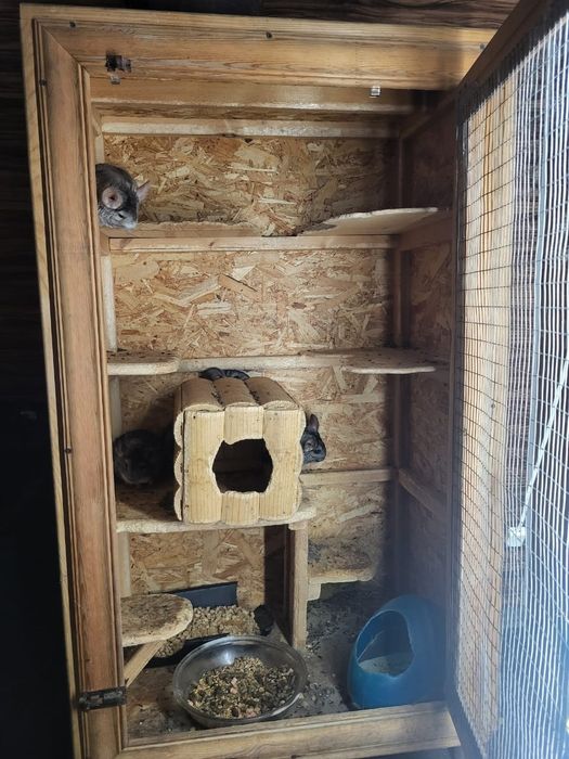 Срочно продам шиншилл.