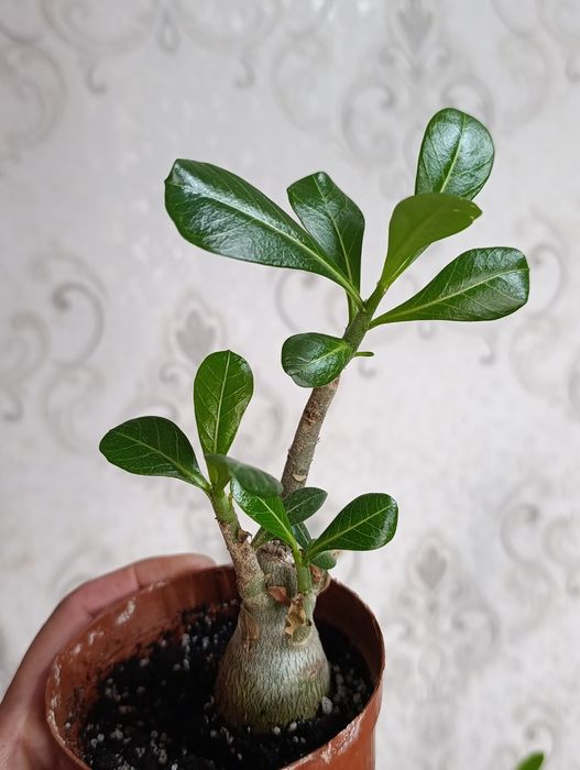 Калатея , и многое другое