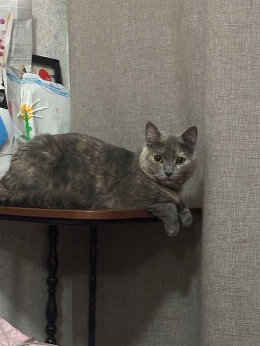 Британская кошка