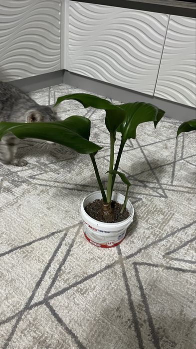 Продам цветы (АСПИДИСТРА)