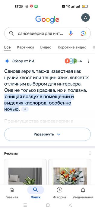 Отростки Сансиверия