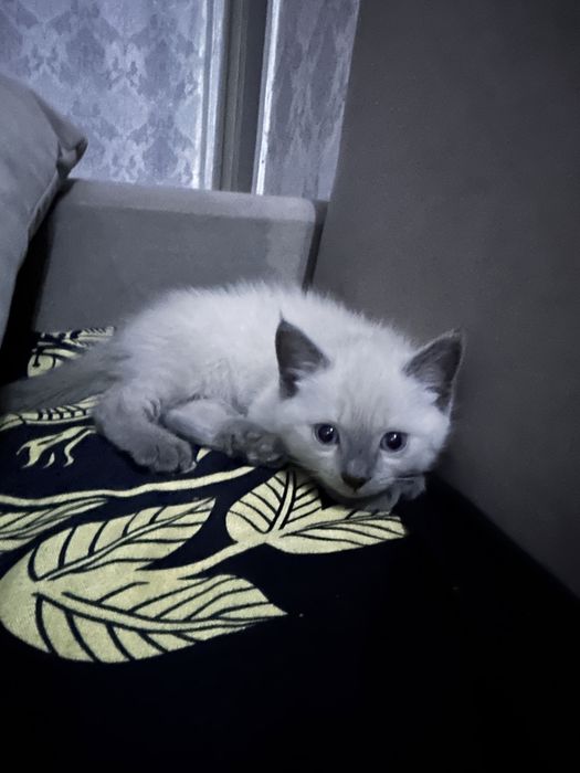 Котенок мальчик в добрые руки