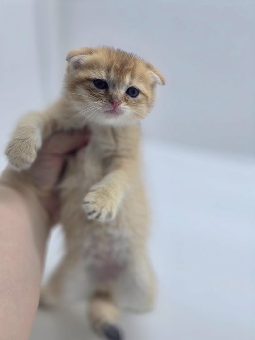 ШоТлаНдские КотЯта..