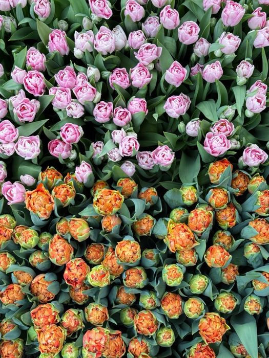 Тюльпаны Астанаа