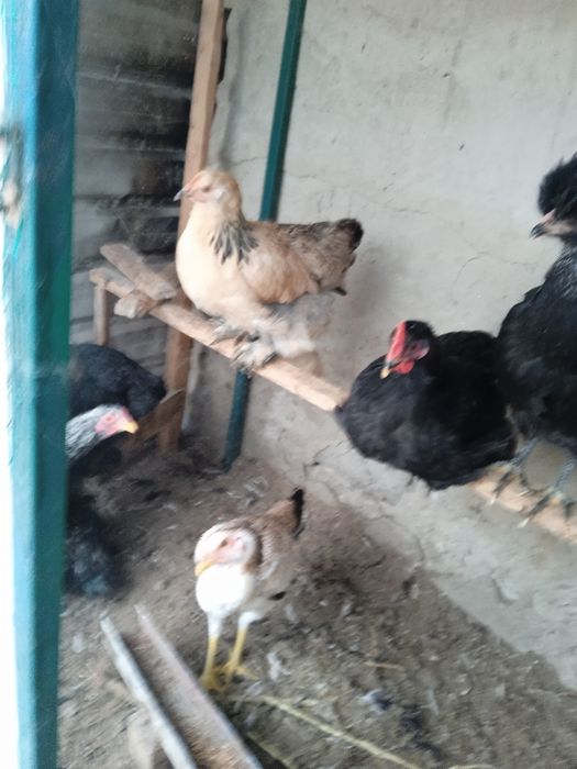 Кара Шахзода ва брама