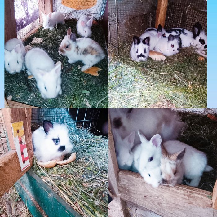 Iepurași Mini Toy și uriaș german și Transilvania puii