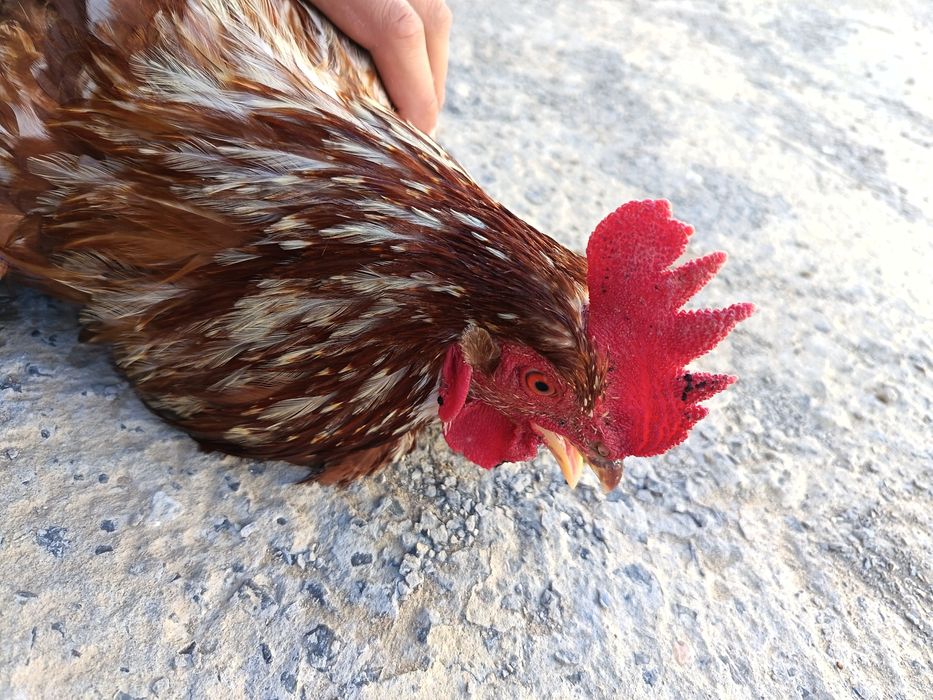 Петух, ламон браун