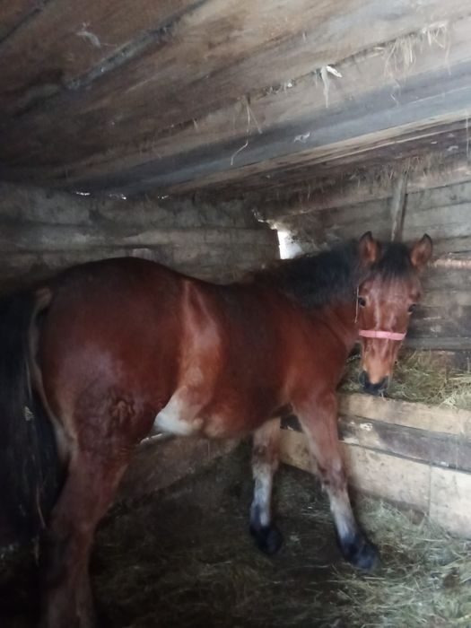 Mânza semi grea De 7 luni