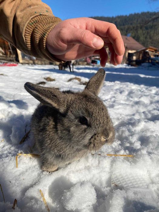 Iepuri de companie rasa Berbec German Pitic