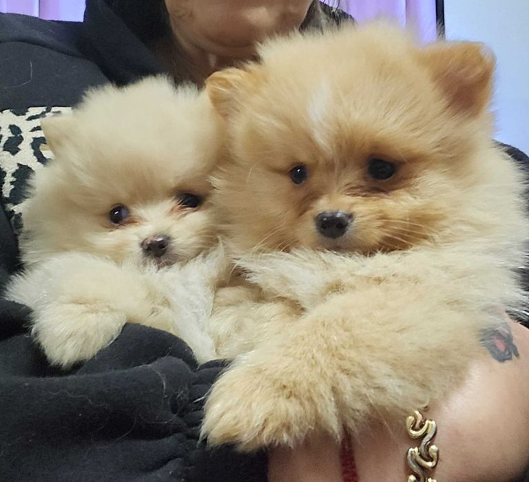 Померан уникалени мини шпицове