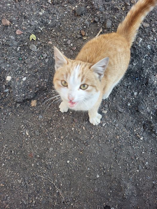 Кот в добрые ркки