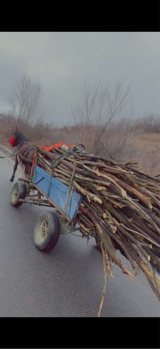Vând armăsar de 3 ani