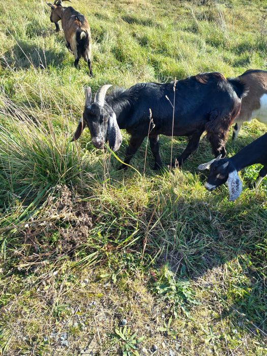 Capre anglonubian de prăsilă