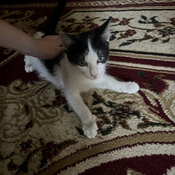 Мысык  веселухаа