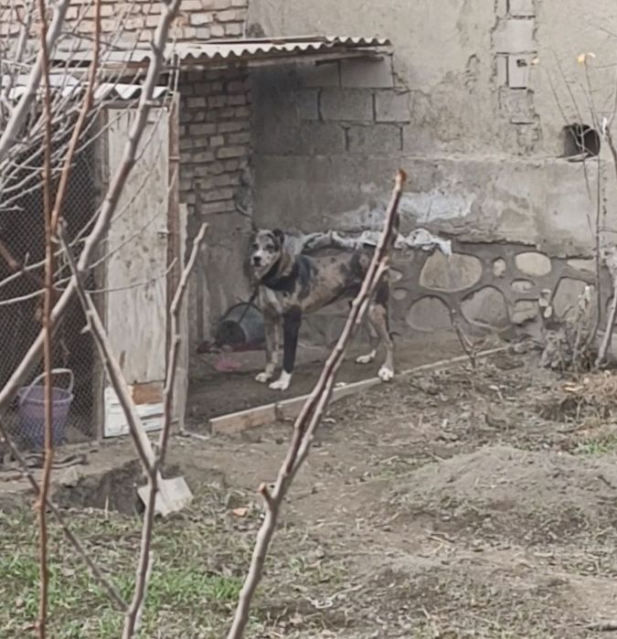 Kuchuk 6 oylik narxini yana kelishamiz