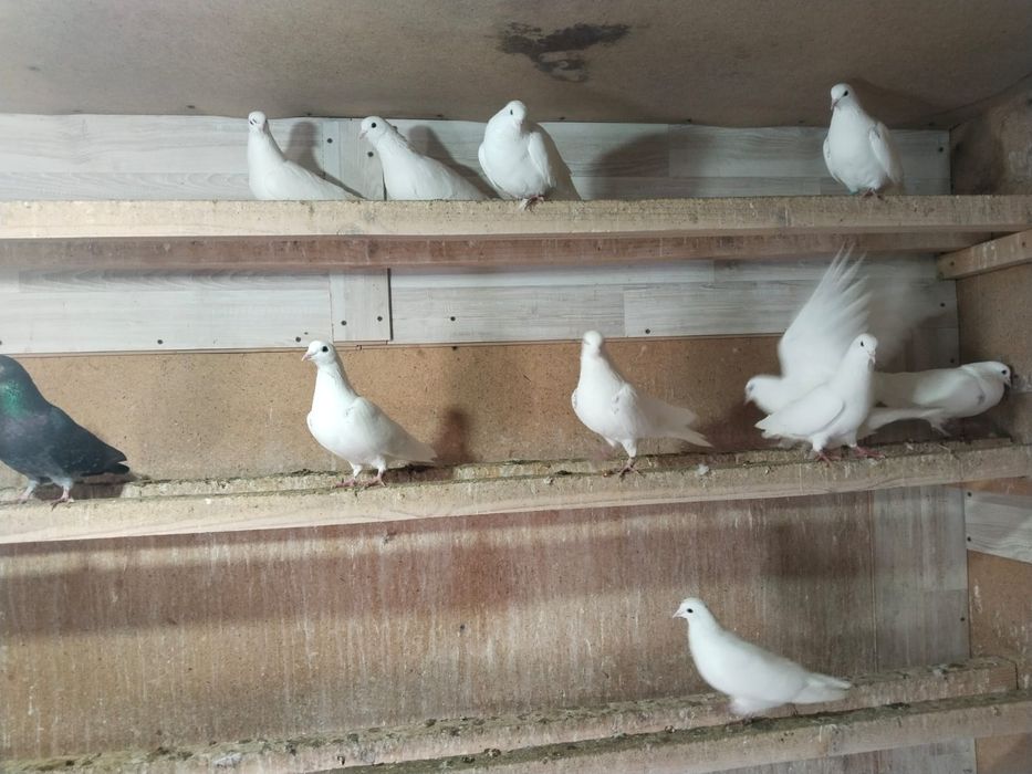 Голуби,Когершиндер