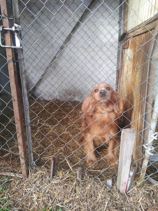 Продавам кучета.