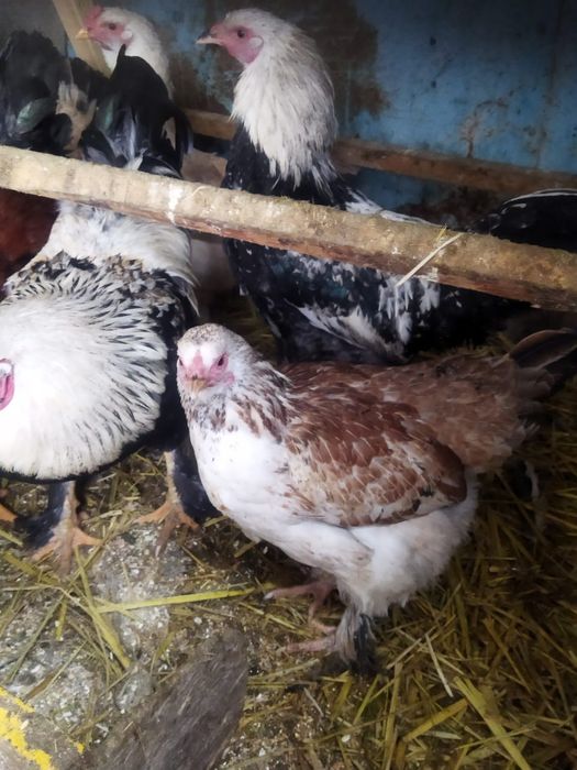 Продам куры домашние