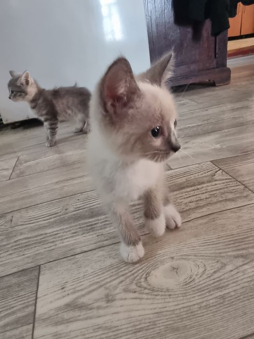 Отдам котят в добрые руки