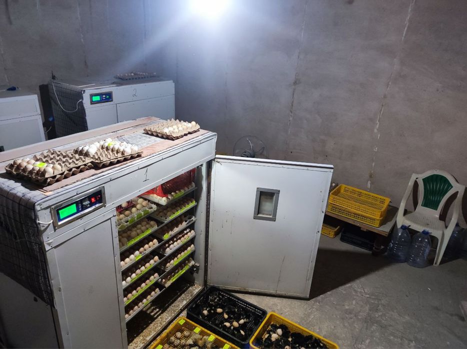 Inkubatr xizmat инкубатр апслйгия joja ochirish xizmati