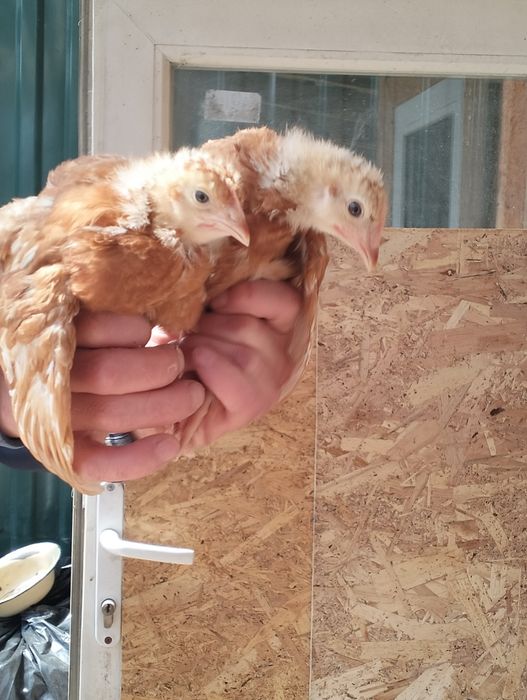 Продаются курочки Ломан браун