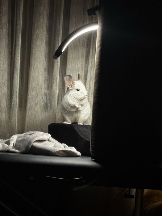 Sinsila mascul si tot ce are nevoie