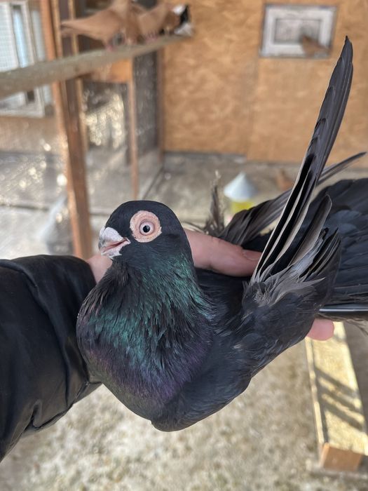 Продам  голубей!