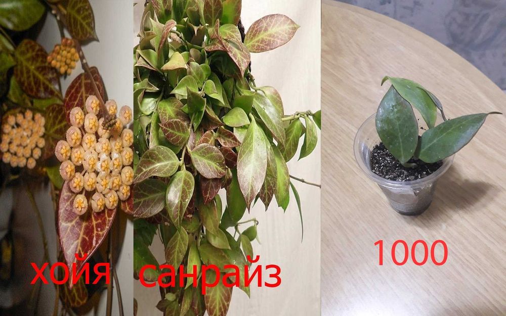 Комнатные   цветы