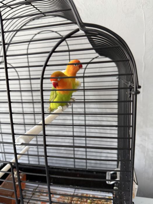 Продам попугаев неразлучников (Lovebirds