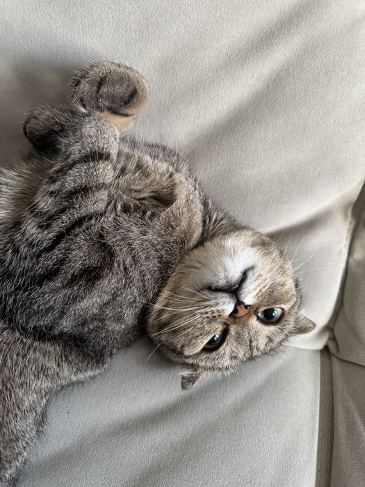 Отдам кошку Шотландский вислоух