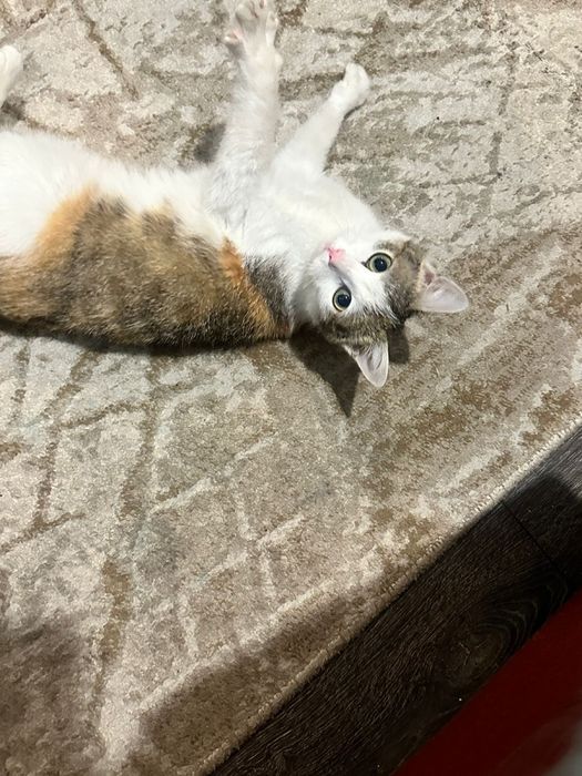 Отдам в добрые руки молодую кошечку