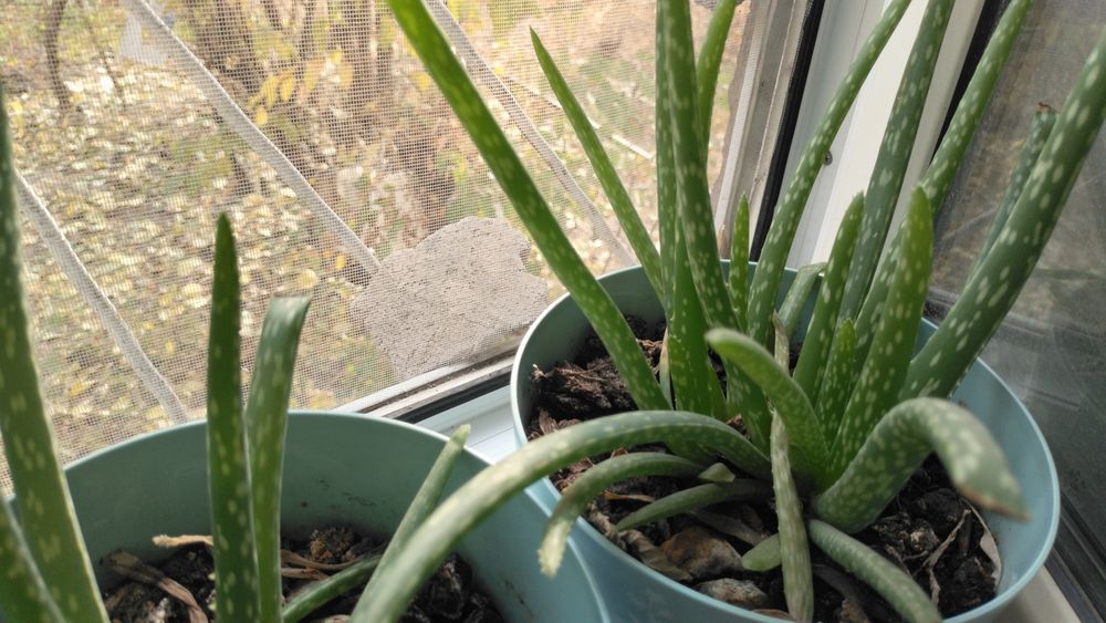 Алое Вера растение