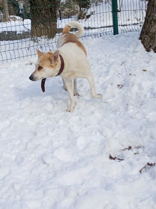Ищем добрые руки для Лексы